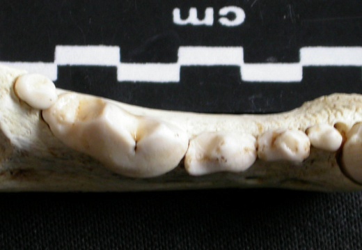 Dentición inferior