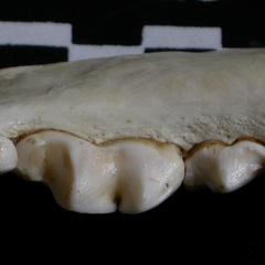 Dentition inférieure (6554 visites) Gulo gulo - Mâle - Adulte - Élément droitCollection : Département d'Ostéologie du Musée Nation... Dentition inférieure