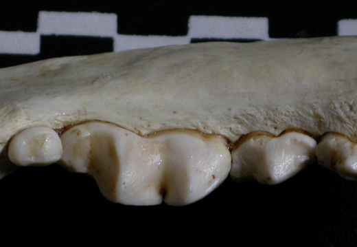 Dentición inferior