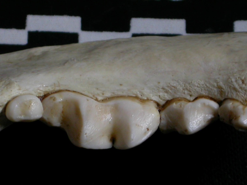 Dentition inférieure (6459 visites) Gulo gulo - Mâle - Adulte - Élément droitCollection : Département d'Ostéologie du Musée Nation... Dentition inférieure