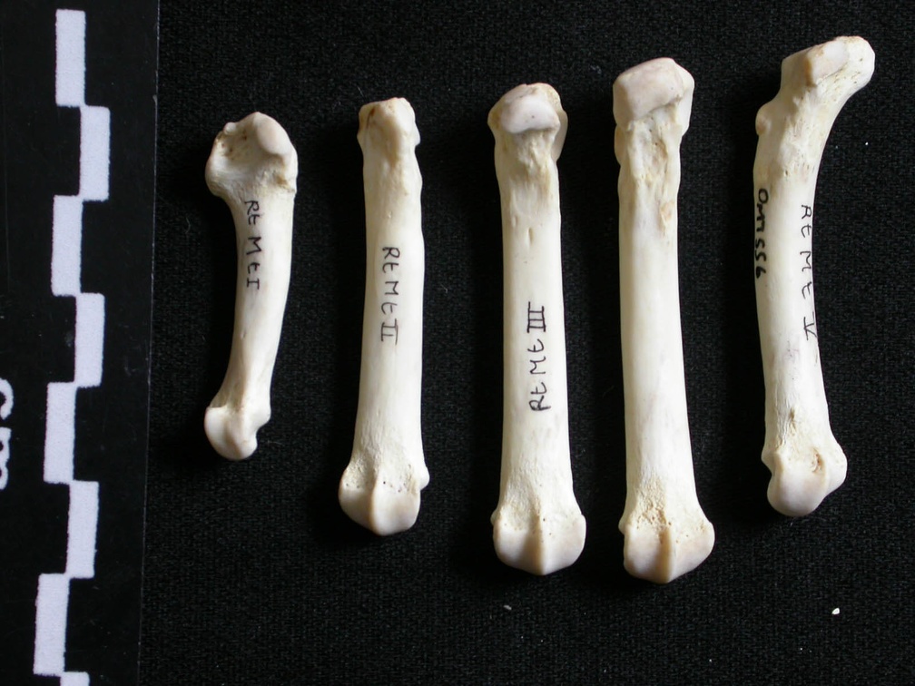 Métatarsiens (7930 visites) Gulo gulo - Mâle - Adulte - Éléments droitsCollection : Département d'Ostéologie du Musée Nati... Métatarsiens