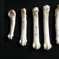 Metatarsals (8075 visits) Gulo gulo - Male - Adult - Right elementsCollection: Department d'Osteology of National Museum of K... Metatarsals
