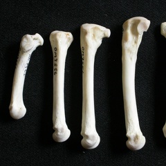 Métatarsiens (8147 visites) Gulo gulo - Mâle - Adulte - Éléments droitsCollection : Département d'Ostéologie du Musée Nati... Métatarsiens