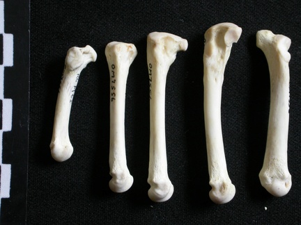 Métatarsiens (8012 visites) Gulo gulo - Mâle - Adulte - Éléments droitsCollection : Département d'Ostéologie du Musée Nati... Métatarsiens