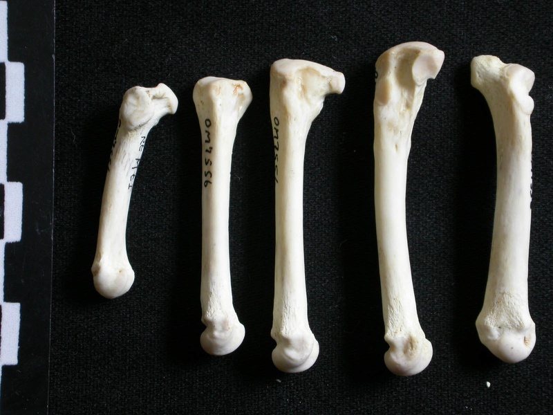 Metatarsianos (8012 visitas) Gulo gulo - Macho - Adulto - Elementos derechosColección : Departamento d'Osteología del Museo Na... Metatarsianos