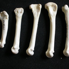 Métatarsiens (7872 visites) Gulo gulo - Mâle - Adulte - Éléments droitsCollection : Département d'Ostéologie du Musée Nati... Métatarsiens