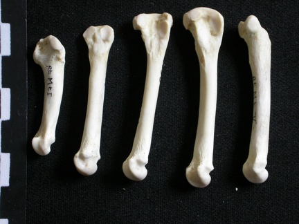 Métatarsiens (7727 visites) Gulo gulo - Mâle - Adulte - Éléments droitsCollection : Département d'Ostéologie du Musée Nati... Métatarsiens