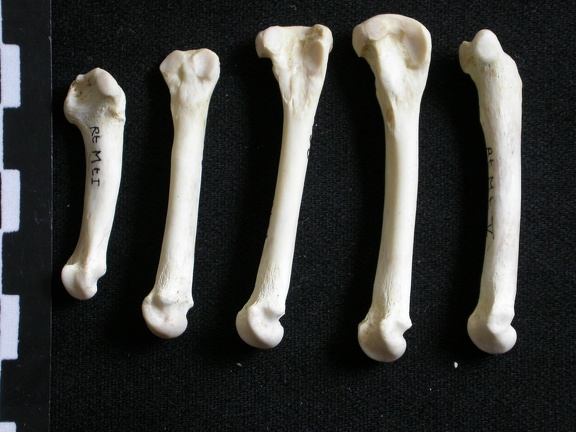 Métatarsiens (7799 visites) Gulo gulo - Mâle - Adulte - Éléments droitsCollection : Département d'Ostéologie du Musée Nati... Métatarsiens