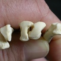 Metatarsals: proximale part (7429 visits) Gulo gulo - Male - Adult - Right elementsCollection: Department d'Osteology of National Museum of K... Metatarsals: proximale part