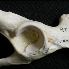 Coxal: acetabulum