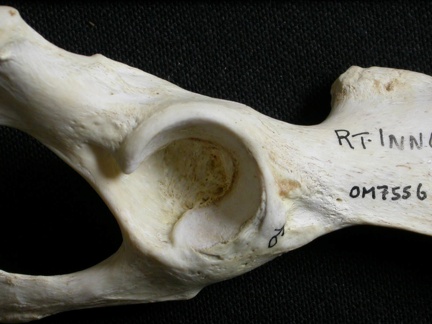 Coxal: acetabulum