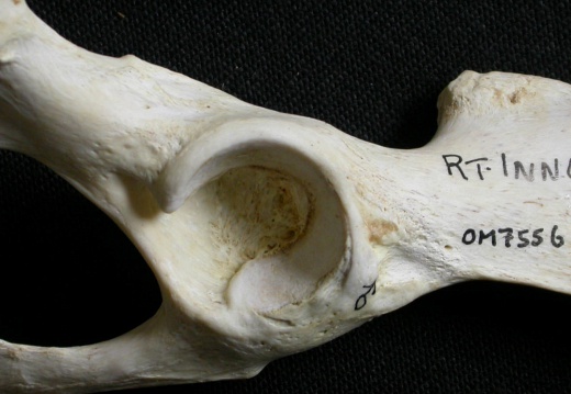 Coxal: acetabulum