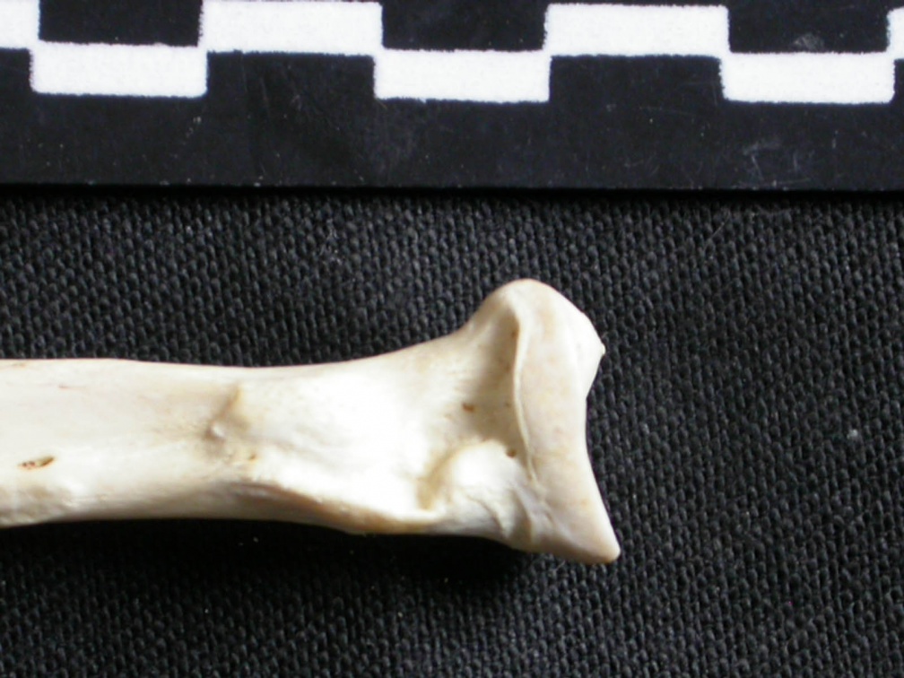 Radius : partie proximale