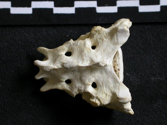 Sacrum (6654 visites) Gulo gulo - Mâle - AdulteCollection : Département d'Ostéologie du Musée National du Kenya, Nairo... Sacrum