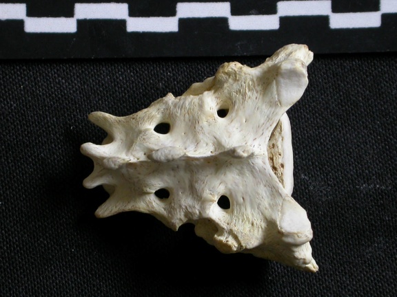 Sacrum