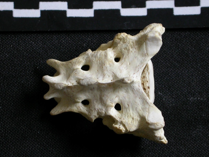 Sacrum (6665 visites) Gulo gulo - Mâle - AdulteCollection : Département d'Ostéologie du Musée National du Kenya, Nairo... Sacrum