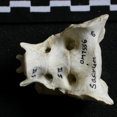 Sacrum (6663 visites) Gulo gulo - Mâle - AdulteCollection : Département d'Ostéologie du Musée National du Kenya, Nairo... Sacrum