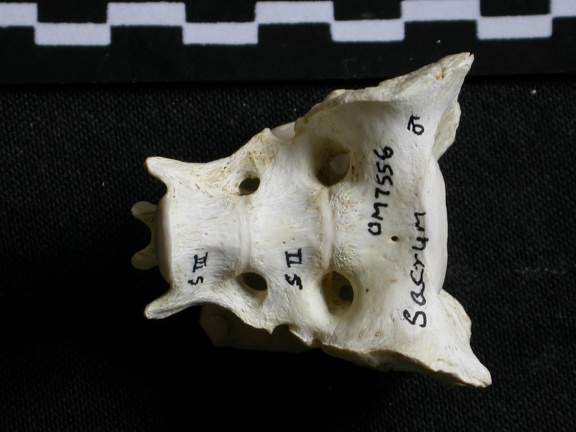 Sacrum (6663 visites) Gulo gulo - Mâle - AdulteCollection : Département d'Ostéologie du Musée National du Kenya, Nairo... Sacrum