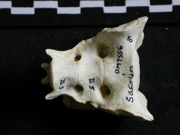 Sacrum