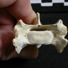 Sacrum : vue antérieure (6650 visites) Gulo gulo - Mâle - AdulteCollection : Département d'Ostéologie du Musée National du Kenya, Nairo... Sacrum : vue antérieure