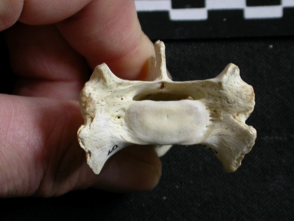 Sacrum : vue antérieure (6651 visites) Gulo gulo - Mâle - AdulteCollection : Département d'Ostéologie du Musée National du Kenya, Nairo... Sacrum : vue antérieure