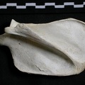 Scapula : vue latérale (6296 visites) Gulo gulo - Mâle - Adulte - Élément droitCollection : Département d'Ostéologie du Musée Nation... Scapula : vue latérale