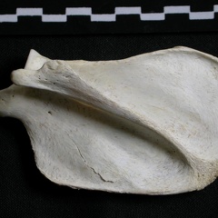 Scapula : vue latérale (6279 visites) Gulo gulo - Mâle - Adulte - Élément droitCollection : Département d'Ostéologie du Musée Nation... Scapula : vue latérale