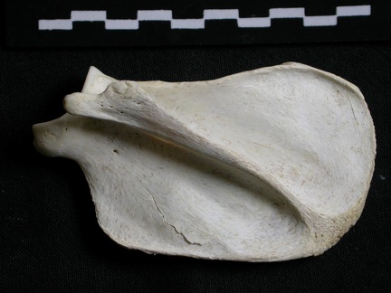 Scapula : vue latérale (6296 visites) Gulo gulo - Mâle - Adulte - Élément droitCollection : Département d'Ostéologie du Musée Nation... Scapula : vue latérale