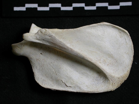 Scapula : vue latérale (6296 visites) Gulo gulo - Mâle - Adulte - Élément droitCollection : Département d'Ostéologie du Musée Nation... Scapula : vue latérale