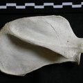 Scapula : vue latérale (6755 visites) Gulo gulo - Mâle - Adulte - Élément droitCollection : Département d'Ostéologie du Musée Nation... Scapula : vue latérale