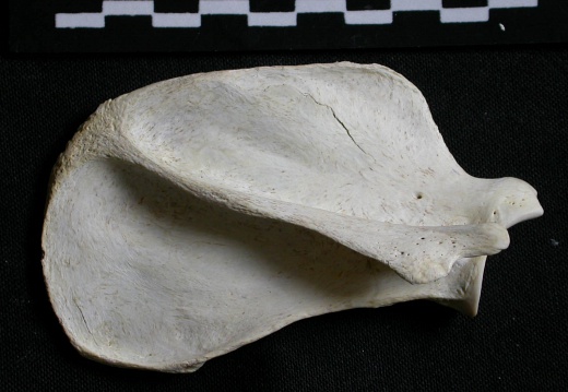 Scapula: side view