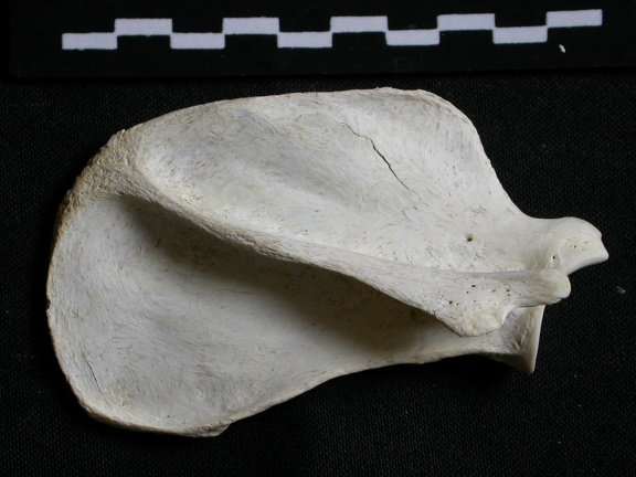 Scapula : vue latérale (6755 visites) Gulo gulo - Mâle - Adulte - Élément droitCollection : Département d'Ostéologie du Musée Nation... Scapula : vue latérale