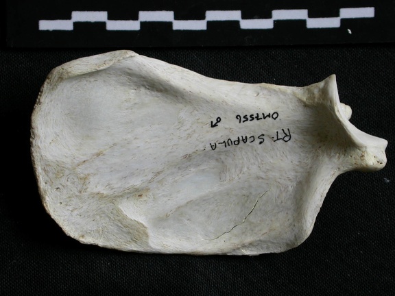 Scapula : vue médiale (6797 visites) Gulo gulo - Mâle - Adulte - Élément droitCollection : Département d'Ostéologie du Musée Nation... Scapula : vue médiale