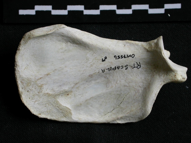 Scapula : vue médiale (6804 visites) Gulo gulo - Mâle - Adulte - Élément droitCollection : Département d'Ostéologie du Musée Nation... Scapula : vue médiale