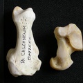Talus et calcanéus (11016 visites) Gulo gulo - Mâle - Adulte - Éléments droitsCollection : Département d'Ostéologie du Musée Nati... Talus et calcanéus