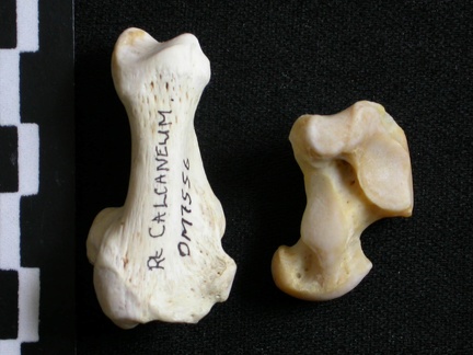 Talus et calcanéus (10936 visites) Gulo gulo - Mâle - Adulte - Éléments droitsCollection : Département d'Ostéologie du Musée Nati... Talus et calcanéus