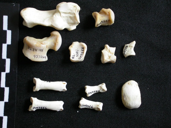 Tarse et phalanges (60525 visites) Gulo gulo - Mâle - Adulte - Éléments droitsCollection : Département d'Ostéologie du Musée Nati... Tarse et phalanges
