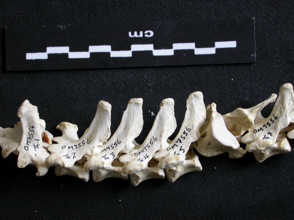 Vertèbres thoraciques (11943 visites) Gulo gulo - Mâle - AdulteCollection : Département d'Ostéologie du Musée National du Kenya, Nairo... Vertèbres thoraciques