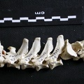 Vertèbres thoraciques (12130 visites) Gulo gulo - Mâle - AdulteCollection : Département d'Ostéologie du Musée National du Kenya, Nairo... Vertèbres thoraciques