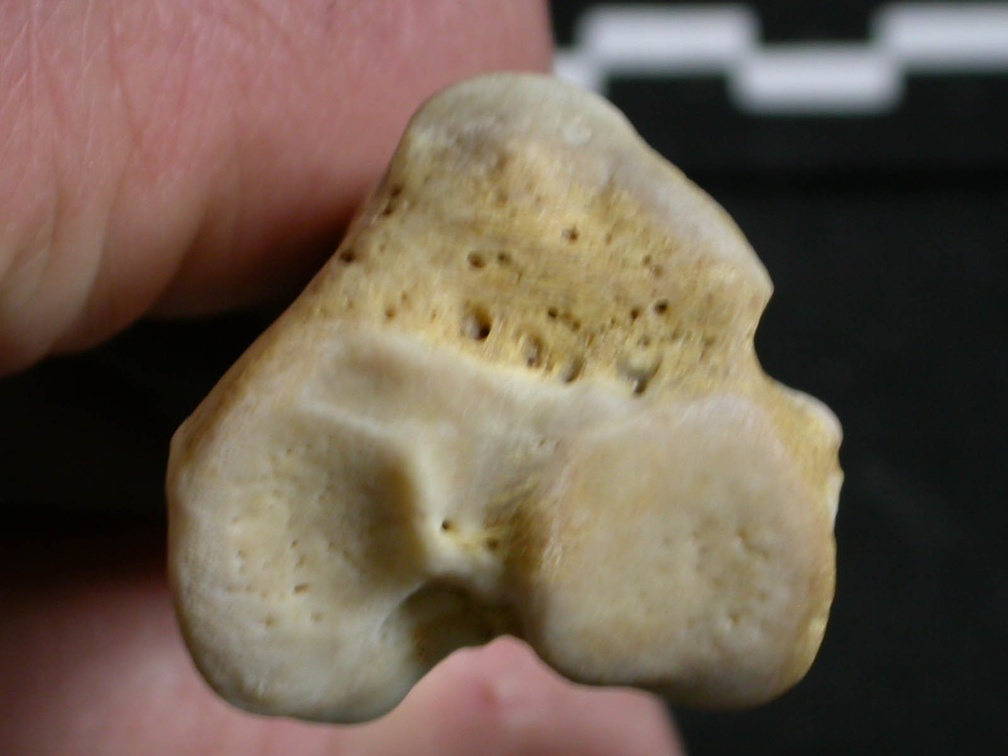 Tibia : partie proximale (7460 visites) Gulo gulo - Mâle - Adulte - Élément droitCollection : Département d'Ostéologie du Musée Nation... Tibia : partie proximale