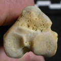 Tibia : partie proximale (7478 visites) Gulo gulo - Mâle - Adulte - Élément droitCollection : Département d'Ostéologie du Musée Nation... Tibia : partie proximale