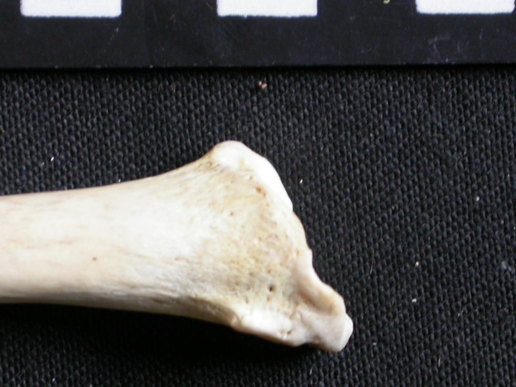 Tibia : partie distale (7565 visites) Gulo gulo - Mâle - Adulte - Élément droitCollection : Département d'Ostéologie du Musée Nation... Tibia : partie distale