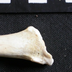 Tibia : partie distale (7581 visites) Gulo gulo - Mâle - Adulte - Élément droitCollection : Département d'Ostéologie du Musée Nation... Tibia : partie distale