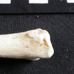 Tibia : partie distale (7302 visites) Gulo gulo - Mâle - Adulte - Élément droitCollection : Département d'Ostéologie du Musée Nation... Tibia : partie distale
