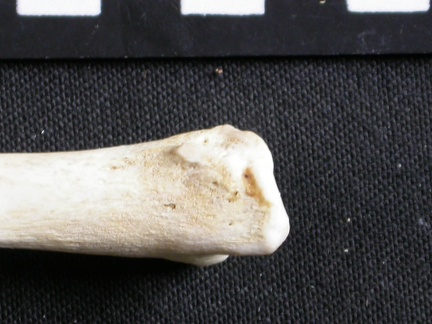 Tibia : partie distale (7291 visites) Gulo gulo - Mâle - Adulte - Élément droitCollection : Département d'Ostéologie du Musée Nation... Tibia : partie distale