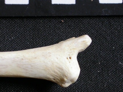 Tibia : partie distale (7244 visites) Gulo gulo - Mâle - Adulte - Élément droitCollection : Département d'Ostéologie du Musée Nation... Tibia : partie distale
