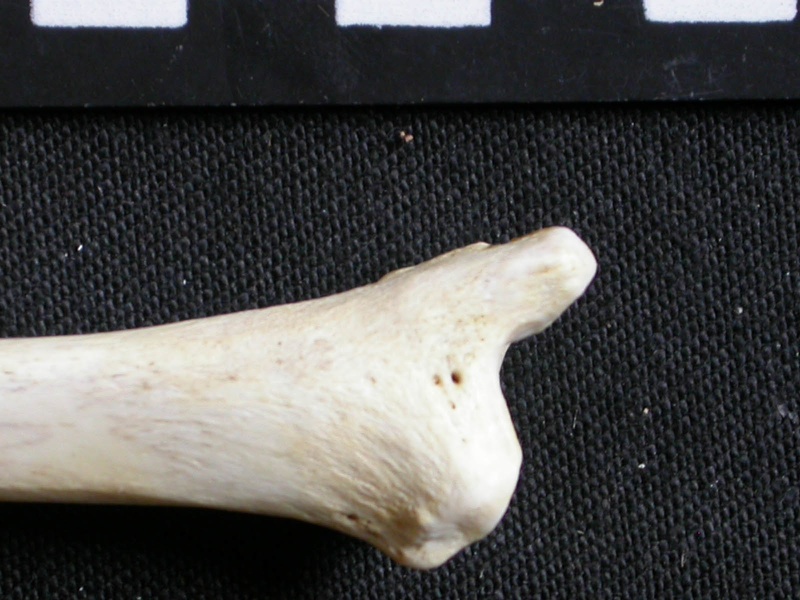 Tibia : partie distale (7258 visites) Gulo gulo - Mâle - Adulte - Élément droitCollection : Département d'Ostéologie du Musée Nation... Tibia : partie distale