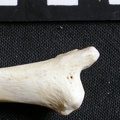 Tibia : partie distale (6756 visites) Gulo gulo - Mâle - Adulte - Élément droitCollection : Département d'Ostéologie du Musée Nation... Tibia : partie distale