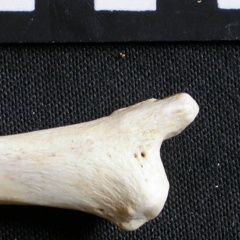Tibia : partie distale (6768 visites) Gulo gulo - Mâle - Adulte - Élément droitCollection : Département d'Ostéologie du Musée Nation... Tibia : partie distale