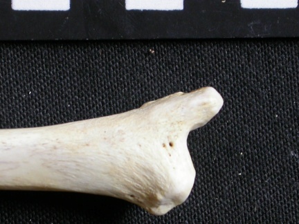 Tibia : partie distale (6756 visites) Gulo gulo - Mâle - Adulte - Élément droitCollection : Département d'Ostéologie du Musée Nation... Tibia : partie distale